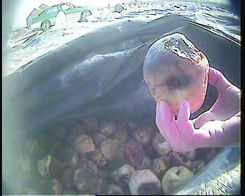 蜜饯生产隐患曝光 添加剂滥用与行业监管挑战